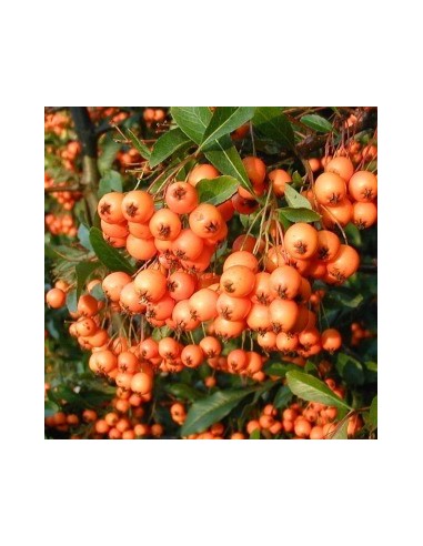 Buisson ardent "Orange glow"