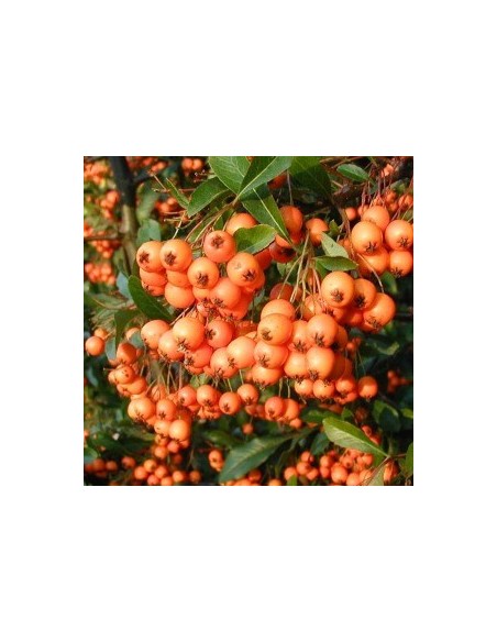 Buisson ardent "Orange glow" Buisson ardent "Orange glow"