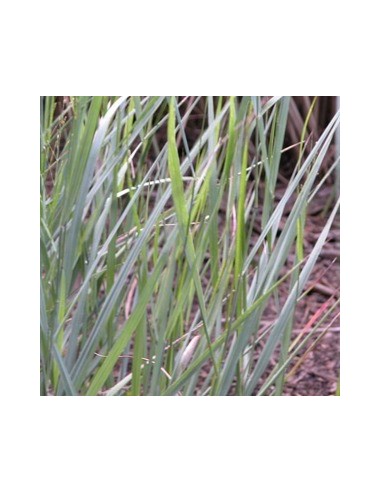 Panic effilé "Heavy metal"