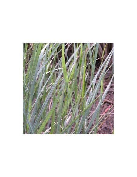 Panic effilé "Heavy metal"