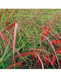 Panic effilé "Rehbraun"