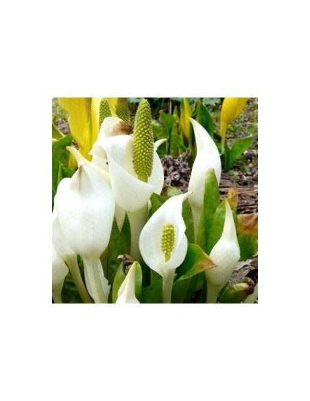 Arum bananier blanc