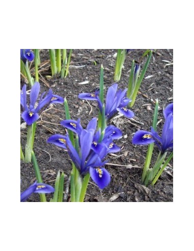 Bulbes d'iris réticulé" *25