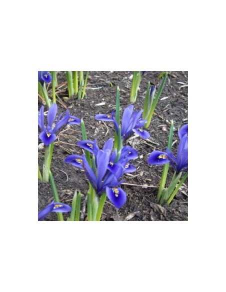 Bulbes d'iris réticulé" *25