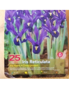 Bulbes d'iris réticulé" *25 2