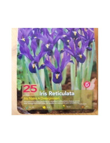 Bulbes d'iris réticulé" *25