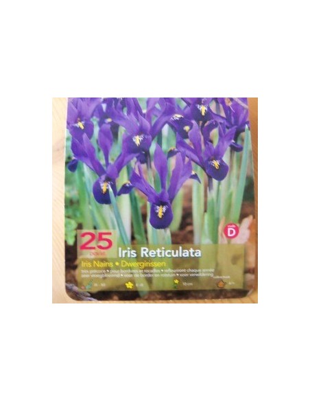 Bulbes d'iris réticulé" *25