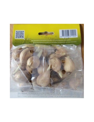 Bulbes d'iris réticulé" *25