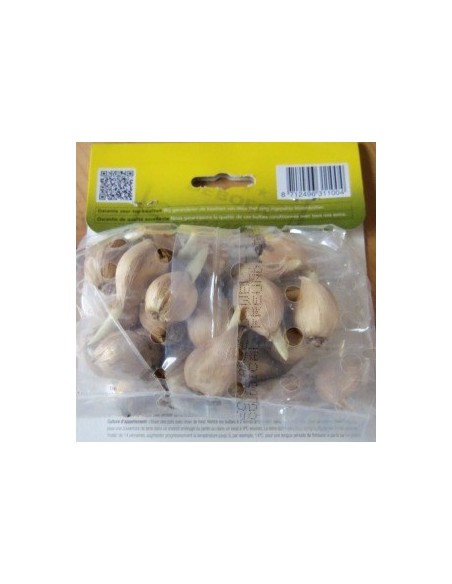 Bulbes d'iris réticulé" *25