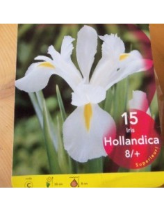 Bulbes d'iris de Hollande *15
