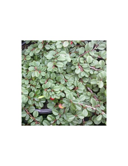 Cotoneaster à petites feuilles "Streib's Findling"