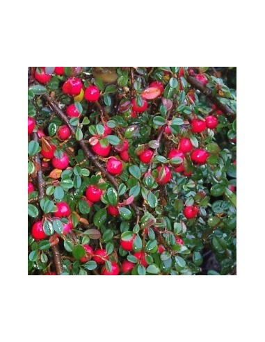 Cotoneaster à petites feuilles "Streib's Findling"