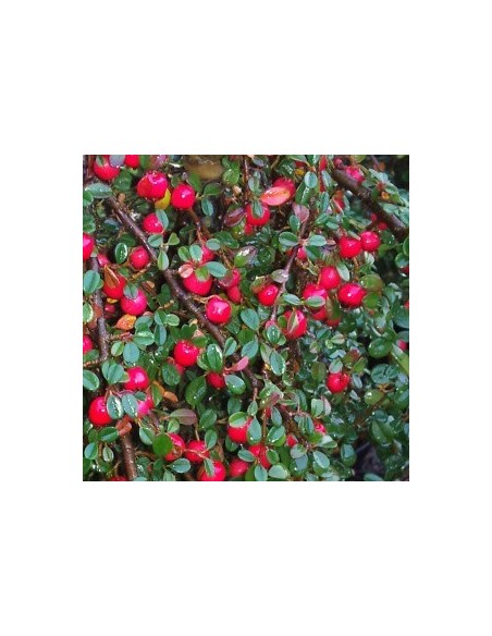 Cotoneaster à petites feuilles "Streib's Findling"