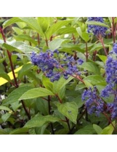 Céanothe caduc Henri Défossé 2