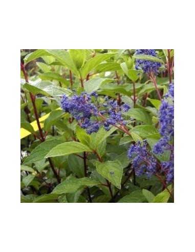 Céanothe caduc "Henri Défossé"