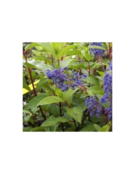 Céanothe caduc "Henri Défossé" Céanothe caduc "Henri Défossé"