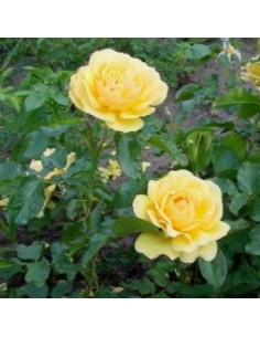 Rosier floribunda "Amber queen" 2