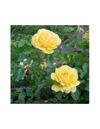 Rosier floribunda "Amber queen"