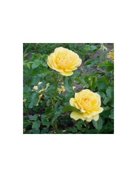 Rosier floribunda "Amber queen"