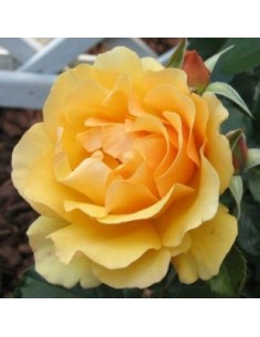 Rosier floribunda "Amber queen"