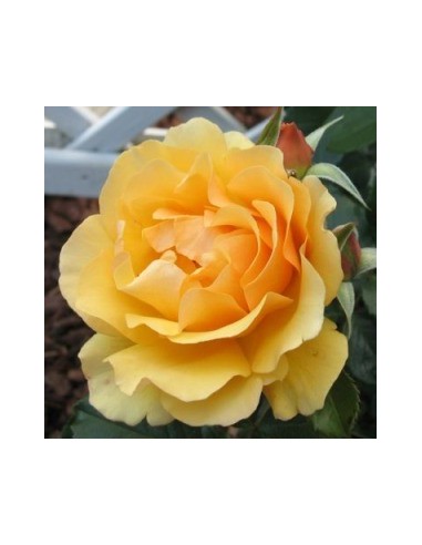 Rosier floribunda "Amber queen"