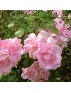 Rosier floribunda "Centenaire de Lourdes"