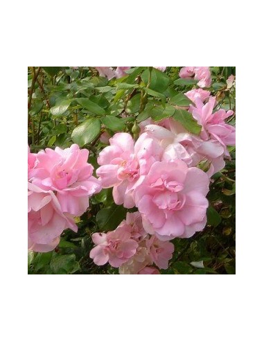 Rosier floribunda "Centenaire de Lourdes"