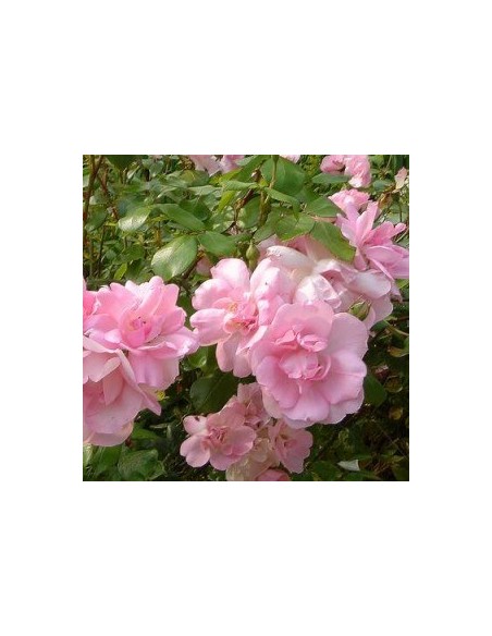 Rosier floribunda "Centenaire de Lourdes"