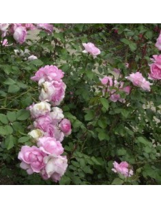 Rosier floribunda "Centenaire de Lourdes" 2