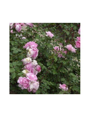 Rosier floribunda "Centenaire de Lourdes"