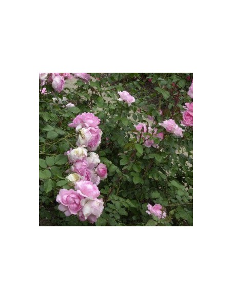 Rosier floribunda "Centenaire de Lourdes"