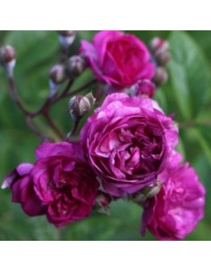 Rosier liane "Marie Viaud"