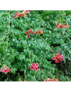 Bignone "Flamenco" 2