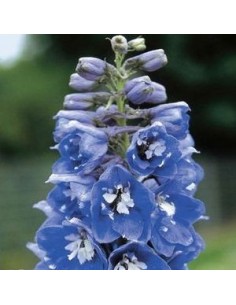 Pied d'alouette vivace "blue bird"