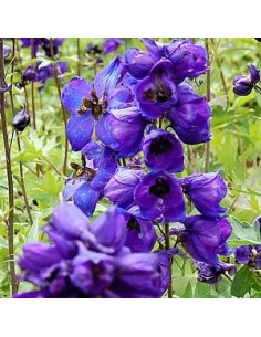 Pied d'alouette vivace "black knight"
