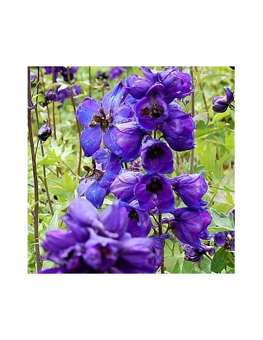 Pied d'alouette vivace black knight Pied d'alouette vivace black knight