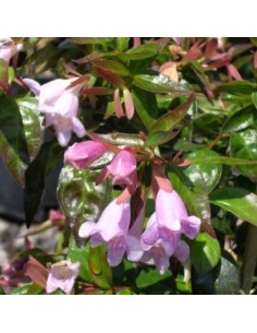 Abelia "Edward Goucher" 2