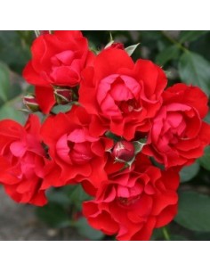 Rosier hybride "Black forest rose"