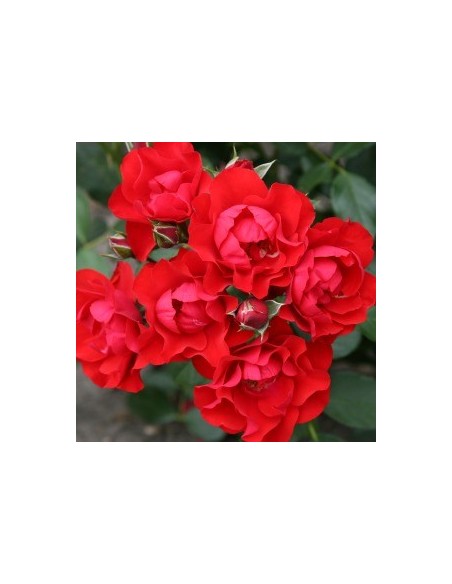 Rosier hybride "Black forest rose"