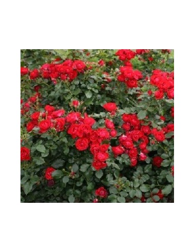 Rosier hybride "Black forest rose"