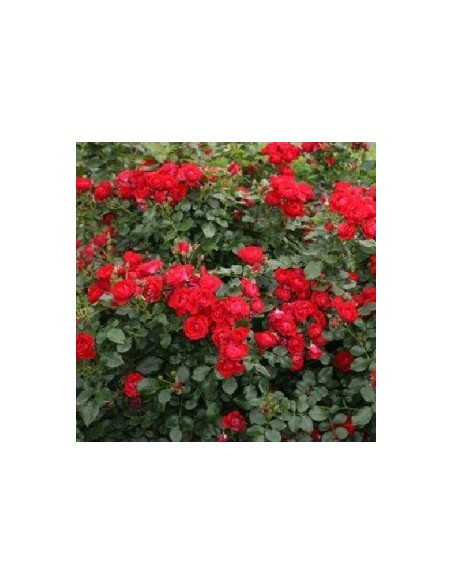 Rosier hybride "Black forest rose"