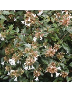 Abelia à grandes fleurs