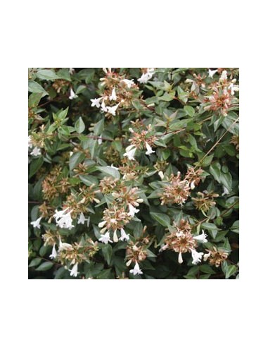 Abelia à grandes fleurs