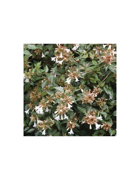 Abelia à grandes fleurs