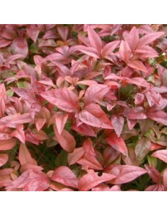 Bambou sacré "Richmond"