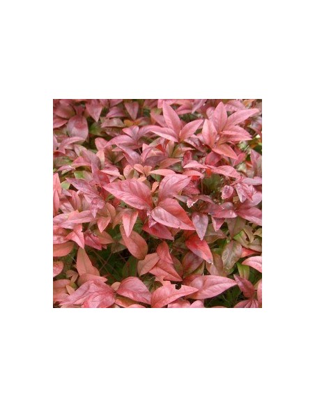 Bambou sacré "Richmond"