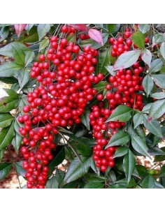 Bambou sacré "Richmond" 2