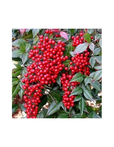 Bambou sacré "Richmond"