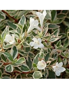 Abelia à grandes fleurs "Confetti"