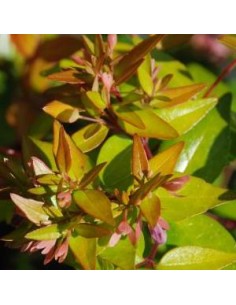 Abelia à grandes fleurs "Francis Mason"
